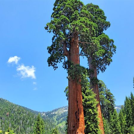 Redwood Retreat, Mountains, Adventure And Nature Ponderosa Exterior foto