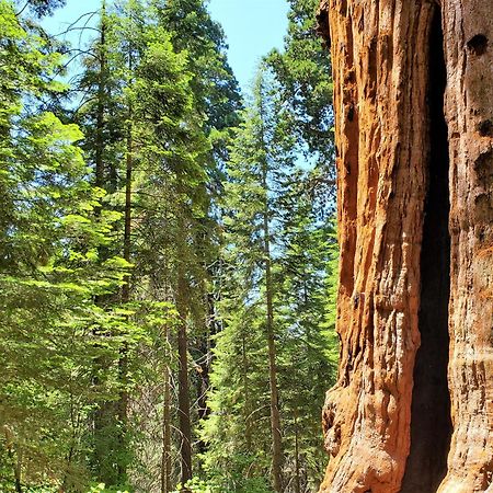 Redwood Retreat, Mountains, Adventure And Nature Ponderosa Exterior foto