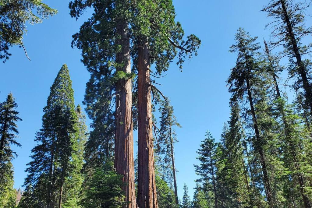 Redwood Retreat, Mountains, Adventure And Nature Ponderosa Exterior foto