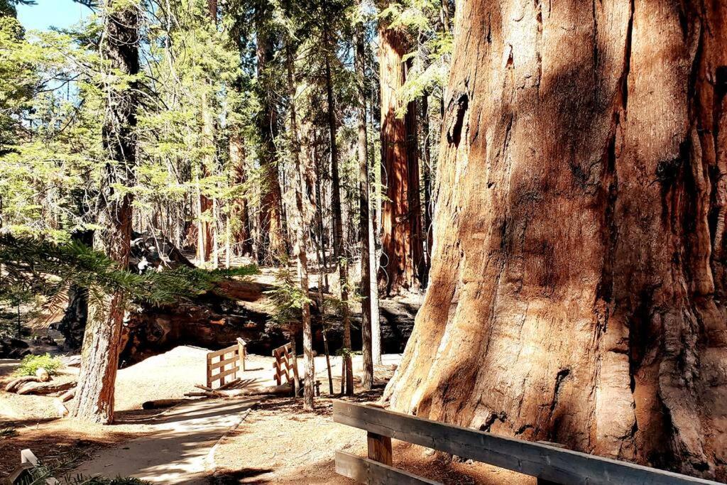 Redwood Retreat, Mountains, Adventure And Nature Ponderosa Exterior foto