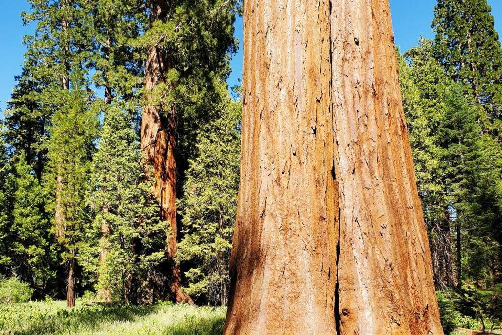Redwood Retreat, Mountains, Adventure And Nature Ponderosa Exterior foto