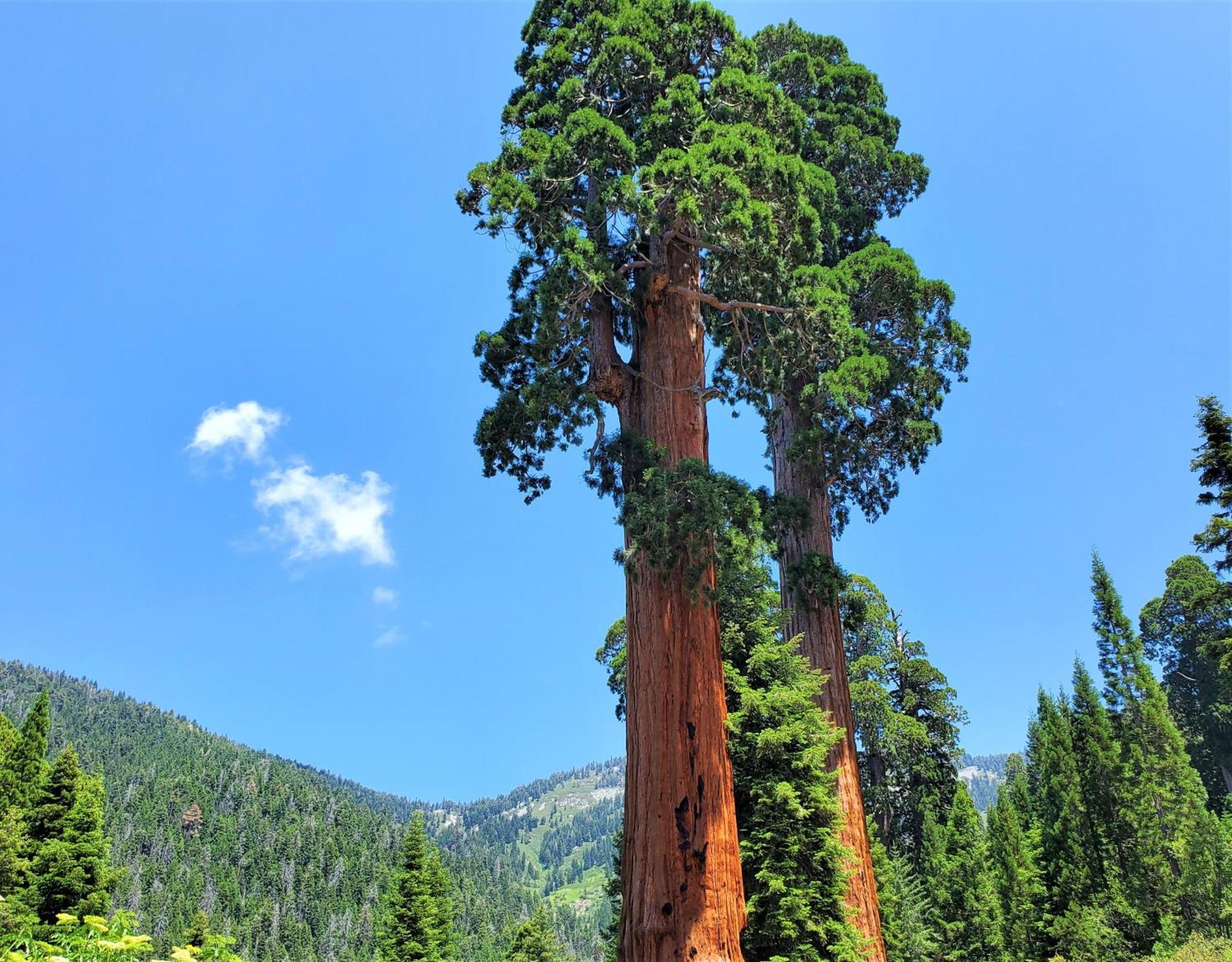 Redwood Retreat, Mountains, Adventure And Nature Ponderosa Exterior foto
