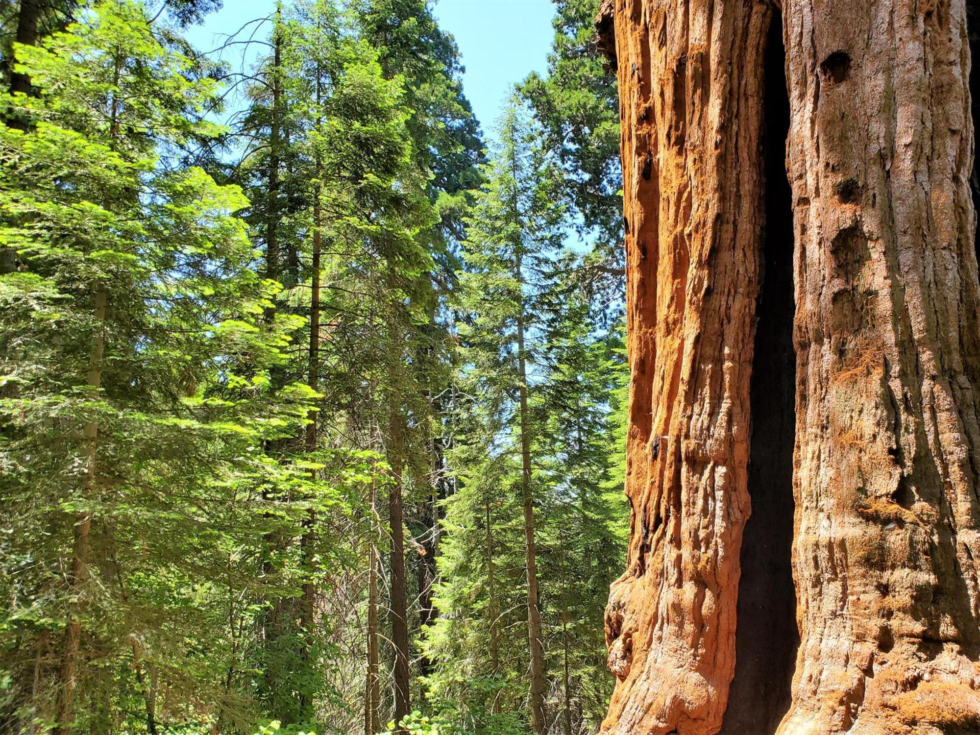 Redwood Retreat, Mountains, Adventure And Nature Ponderosa Exterior foto